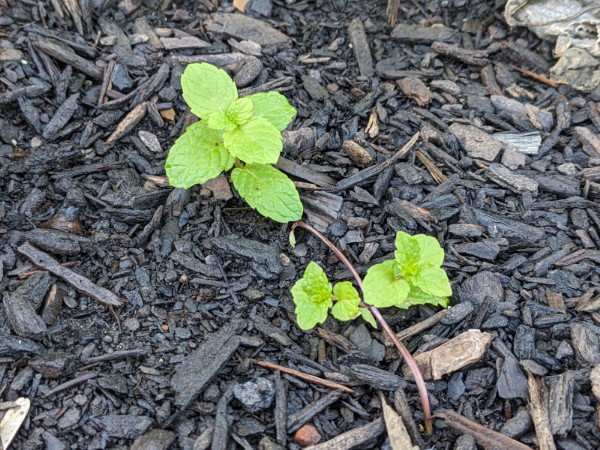 How to Propagate Mint