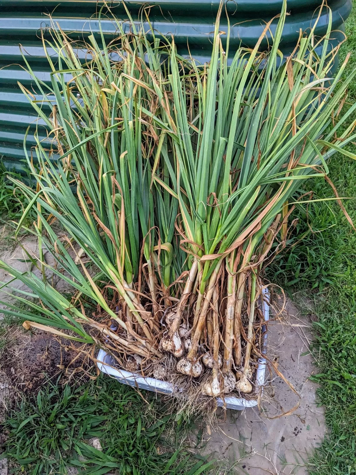 76 heads of harvested garlic in a white bin