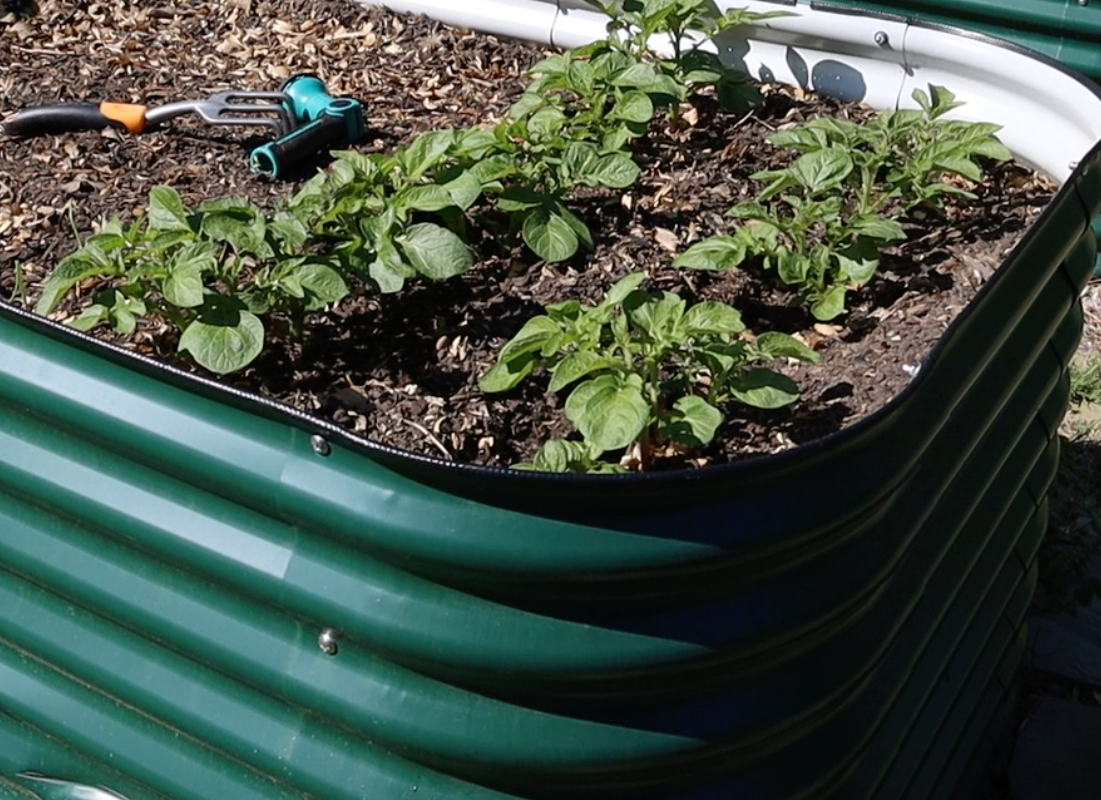 vego raised bed with greens