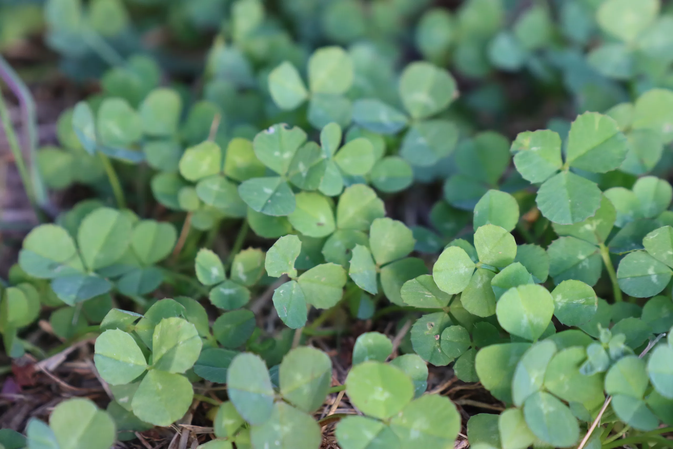 Creating a Low Maintenance Clover Lawn